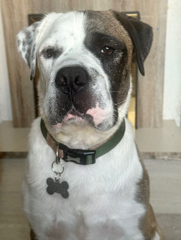 4 year old american bulldog for stud