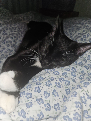 Black cat for sale
