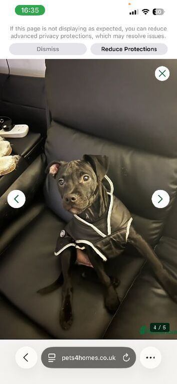 Staffordshire cross pittbull
