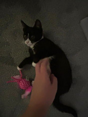 Tuxedo girl kitten