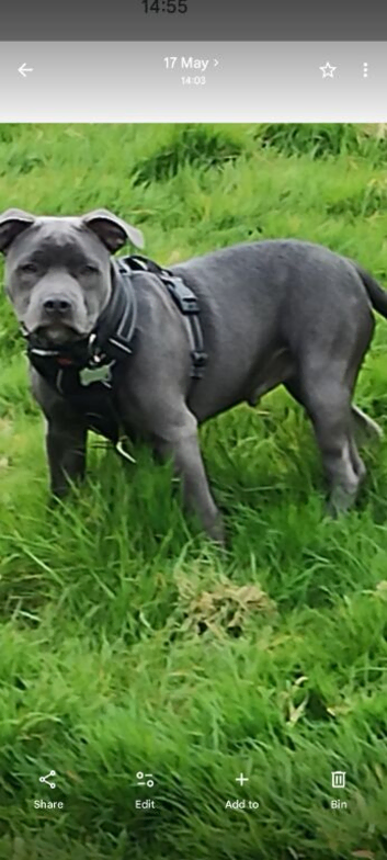 Beautiful blue 8 month old staffie male