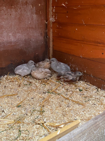 Button Quail Ready Now