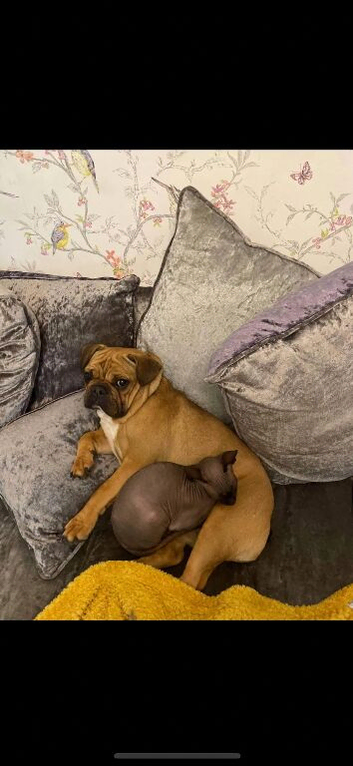French bulldog Female