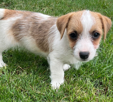 Jackrussell pups