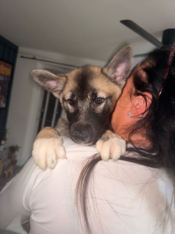 9 week old female