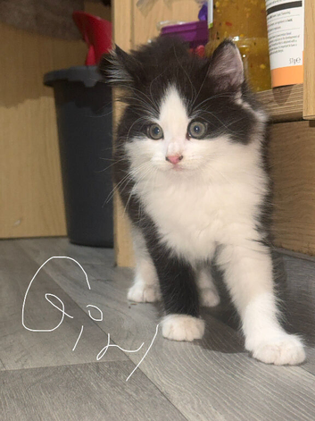 4 kittens looking home
