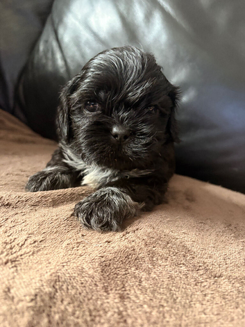 Male Shih Tzu x Lhasa Apso