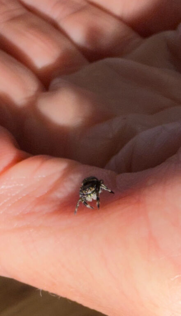 i4 bahamas jumping spider unsexed