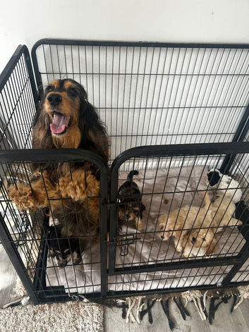 Beautiful litter of cockerpoos