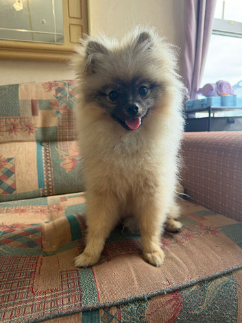 Kc registered boy pom