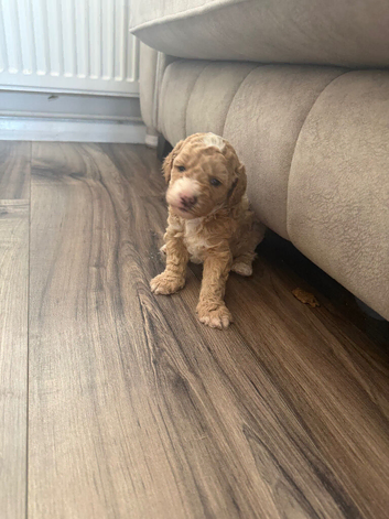 4 stunning cavapoo boys