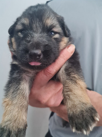 German shepherd puppies