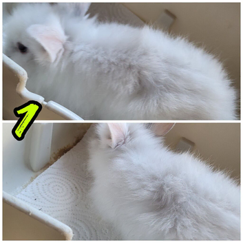 Purebred lionhead bunnies