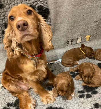 Rare tiny Asian poodle cross deep red puppies
