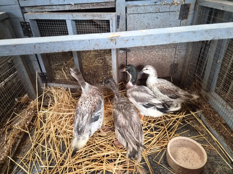 Call cross ducks