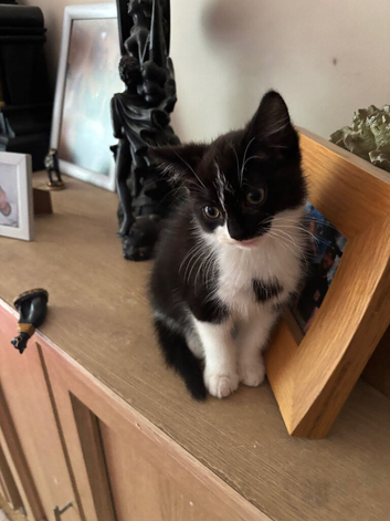 Kitten male