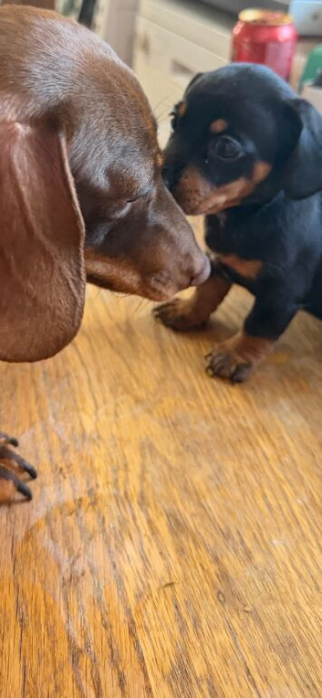 Beautiful Dachshund puppy