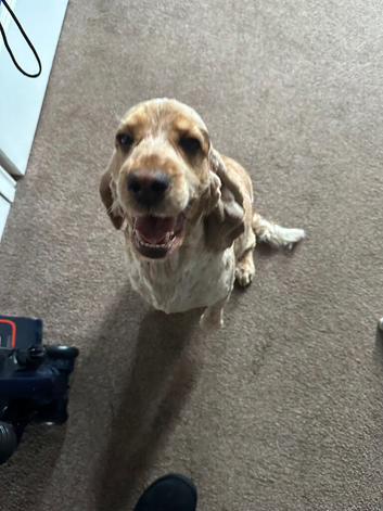 6 year old female cocker spaniel