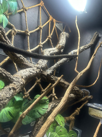 Vivarium and full set up