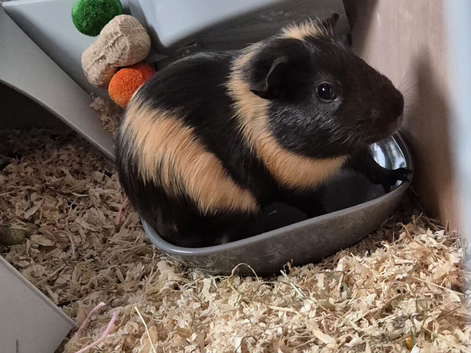 8 week old male guinea pig