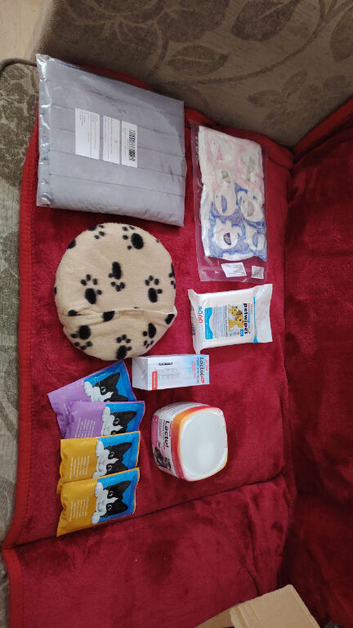 Newborn kitten bundle