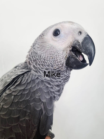 Gorgeous baby African grey