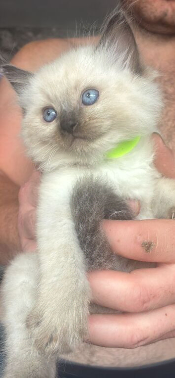 colour point ragdoll kittens only 2 left