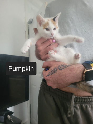 6 month old kitten needs a loving home