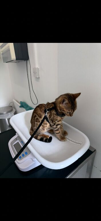 6 month old Bengal male