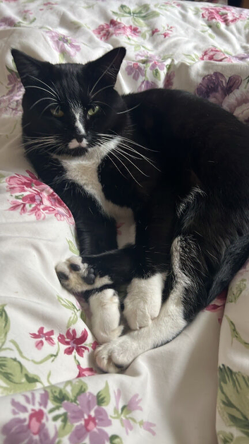 Cat for rehoming