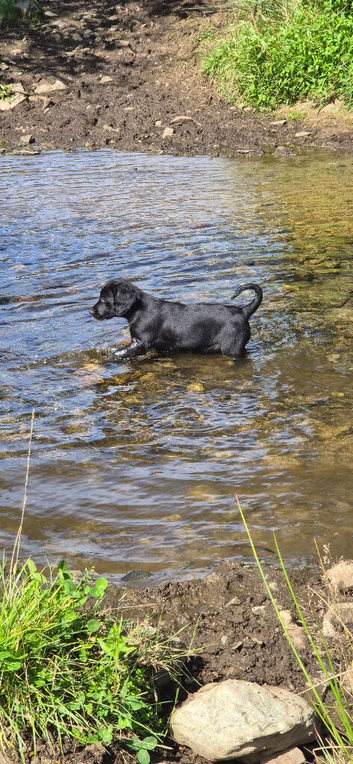 Cocker Spaniel x Collie Puppies