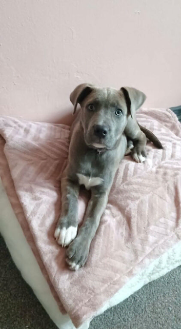 Mastiff cross husky mix