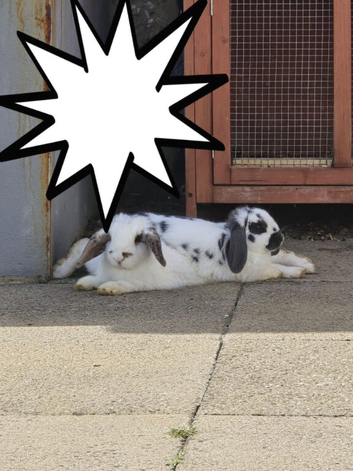 2 beautiful bunnies