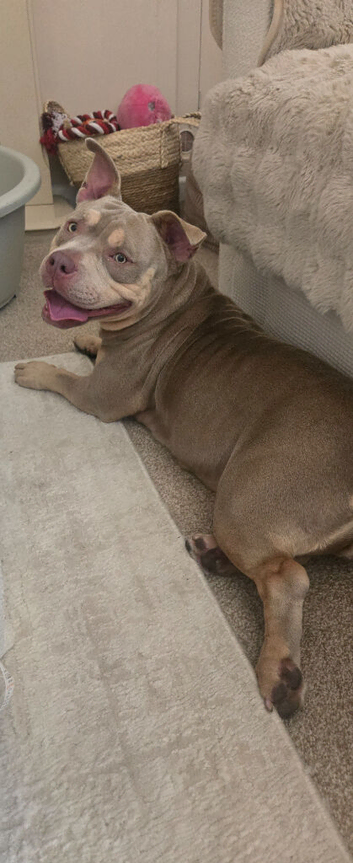 Belle pocket bully