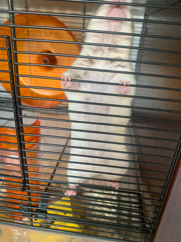 1 1/2 year old hamster with cage