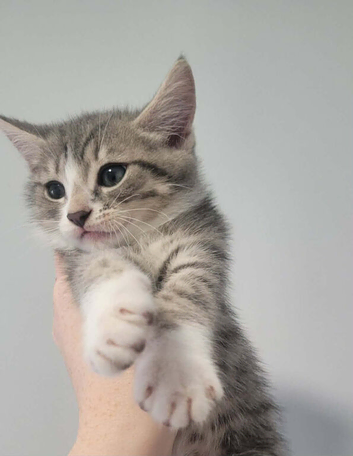 Kittens ready now