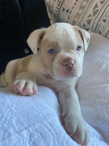LAST BOY AVAILABLE OLDE ENGLISH BULLDOGGE