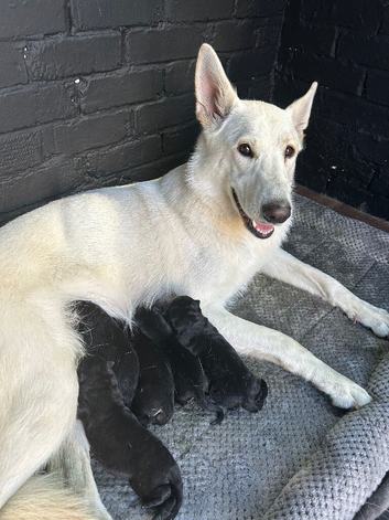 German shepherd puppys