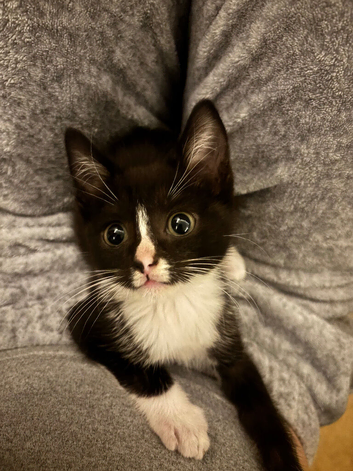 ragdoll mix