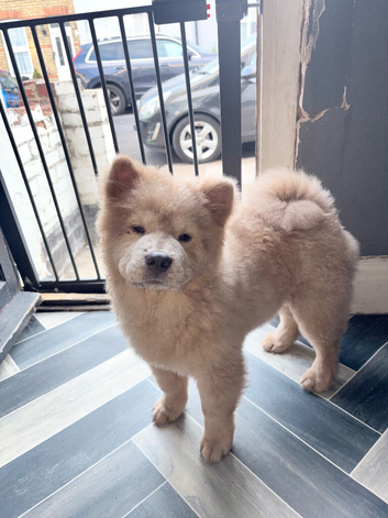 Chow chow