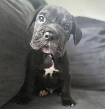 Frenchbulldog labs 4 boys left, ready 1st Sept
