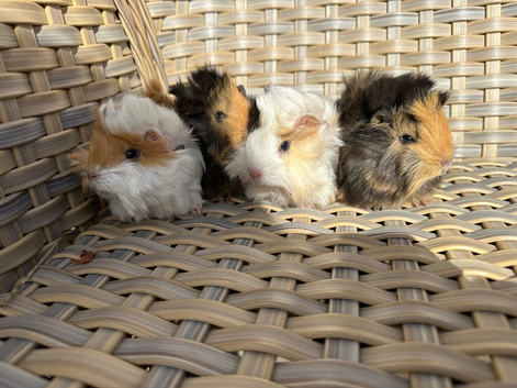 4 very pretty female guinea pigs