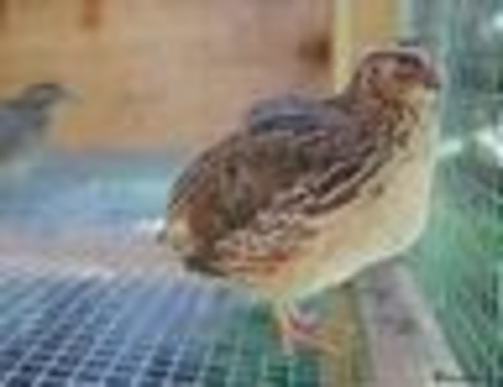 Jumbo Coturnix Japanese Quails