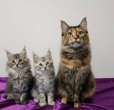 Beautiful GCCF registered maine coon kittens