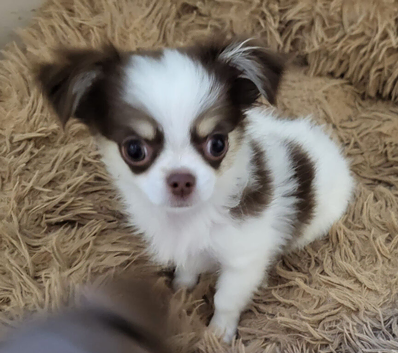 long coat male chihuahua READY NOW