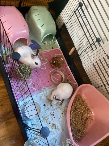 Two girl rabbits