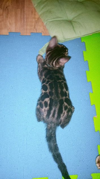 Bengal kitten