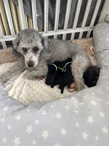 Kc reg gorgeous miniature poodles