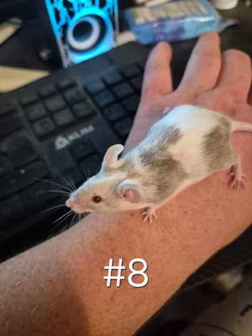 4 Cute Male Baby Fancy Mice