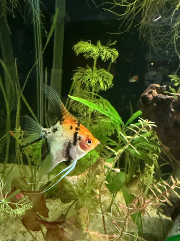 3 Angel fish